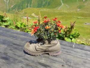 walking boot filled with red flowers resting on a wooden surface, set against an open mountain landscape
